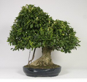 Ficus Retusa Bonsai
